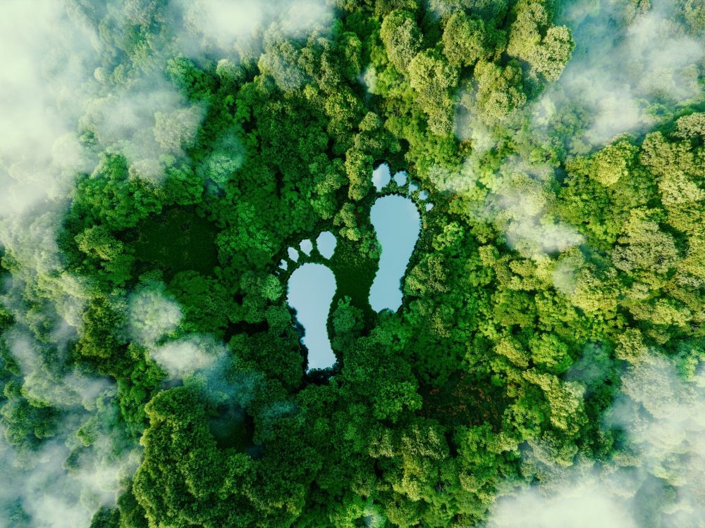 footprints of water on forest